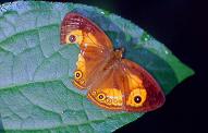 330 Mycalesis ita, Indang 30.9.01
