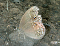 340 Mycalesis perseus, Binangonan 12.8.2007