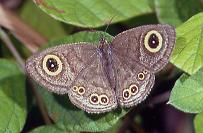 361 Ypthima stellera, Puerto Galera 22.12.93