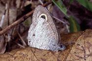 363 Ypthima sempera, Bohol 6.7.98