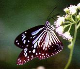 369 Parantica luzonensis, Mt.Makiling 31.3.01.1