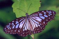 376 Ideopsis juventa, Balabag 20.10.95
