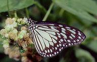 376 Ideopsis juventa, Mt.Makulot 6.1.95