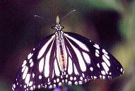 383 Danaus melanippus, Inampulugan 26.12.96
