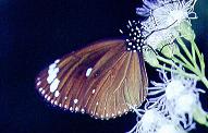 391 Euploea swainson, Inampulugan 25.12.96