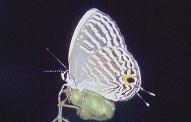 500 Jamides cleodus, Inampulugan,26.12.96