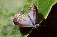 505 Catochrysops strabo, Mt.Makulot 6.1.95