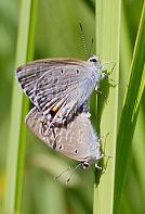 505 Catochrysops strabo, Boracay 3.1.97