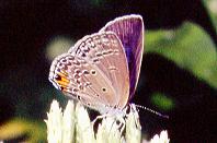 547 Euchrysops cnejus,LosBanos 25.12.94