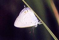 547 Euchrysops cnejus, Bacolod 29.12.96