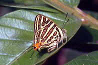 553 Spindasis syama, Subic 31.12.94