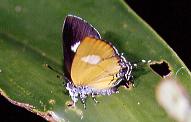 646 Horaga albimacula,MtIbuburutuan 8.2.93