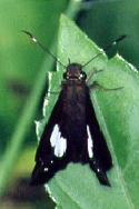 824 Notocrypta feisthamelii, Boracay 25.10.95
