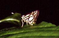 845 Pyroneura liburnia, MtMakiling 5.2.93