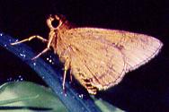 854 Xanthoneura telesinus, Mt.Makiling 25.12.93