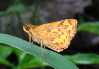 884 Potanthus mingo, San Jorge, Samar 8.8.2007