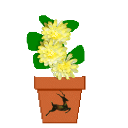 flower.gif