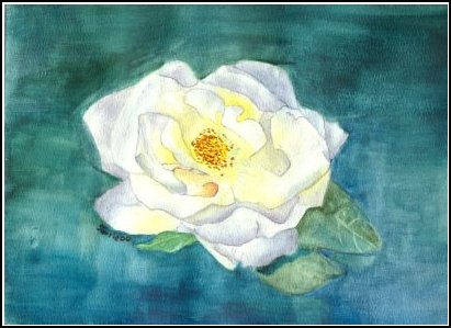 White Rose