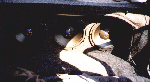 subs.gif