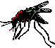 mosquito