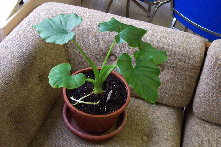 Alocasia hypnosa