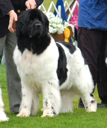 Harley and Lynne placed 3rd in the AOAC class 
