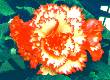 Begonia