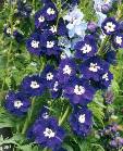 Delphinium