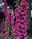 Digitalis