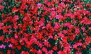 Rock Cress
