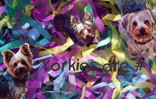 Yorkies are #1!!!