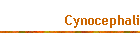 Cynocephali