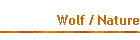 Wolf / Nature