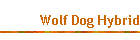 Wolf Dog Hybrid