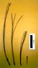 pine needle lengths