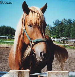  Jozzu