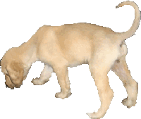 pup