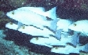 Fauna marina