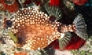 Fauna marina