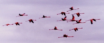 flamencos en vuelo