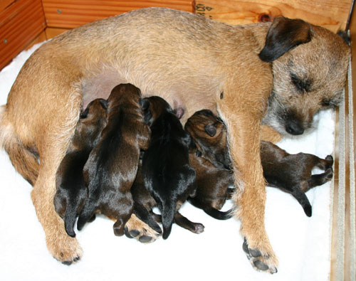 Momma Melody and the Babies!