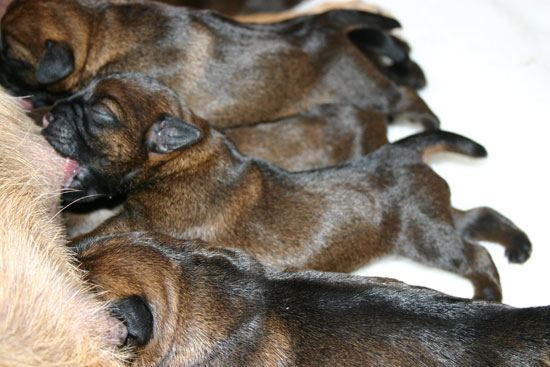 Puppies