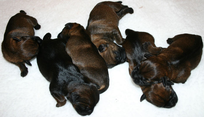 The pups