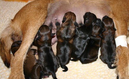 Puppies