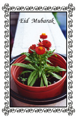 red flower