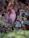 Woodpecker.JPG (109376 bytes)