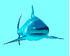 Shark Animation