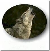 Help Us Saves The Wolves!