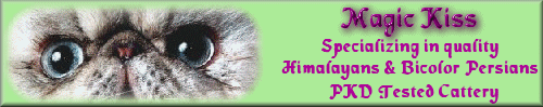 Magis Kiss - Breeder of Quality Himalayans & Persians. Very nice Persian cat photo gallery.