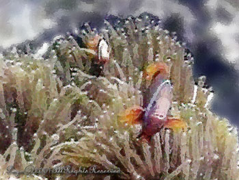 ANEMONE&CLOWNFISH.1